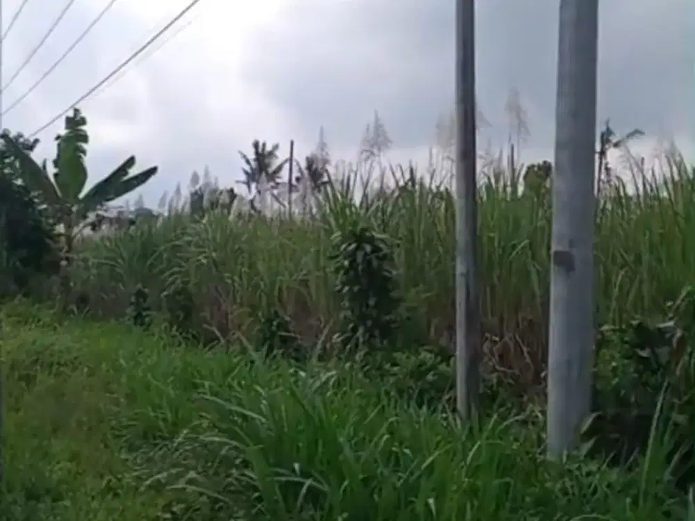 Dijual tanah pertanian peternakan luas dengan irigasi di Blitar udara sejuk