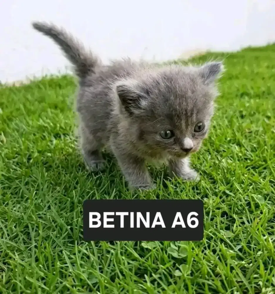 Persia Flatnose dan Medium Betina (Perekor)
