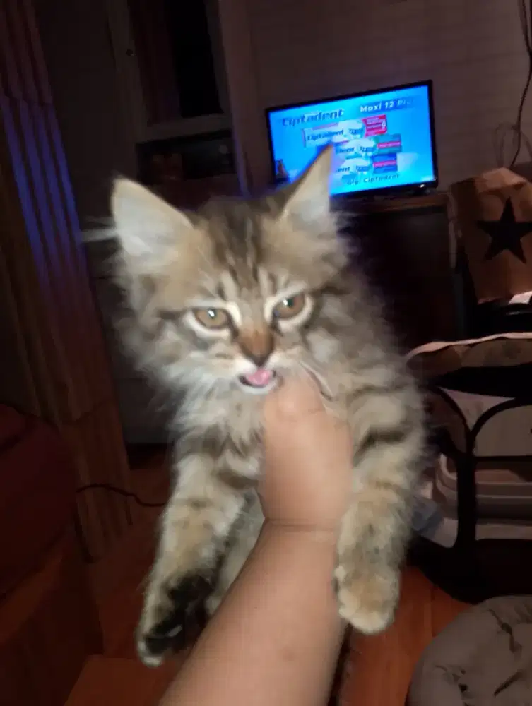 Persia Longhair