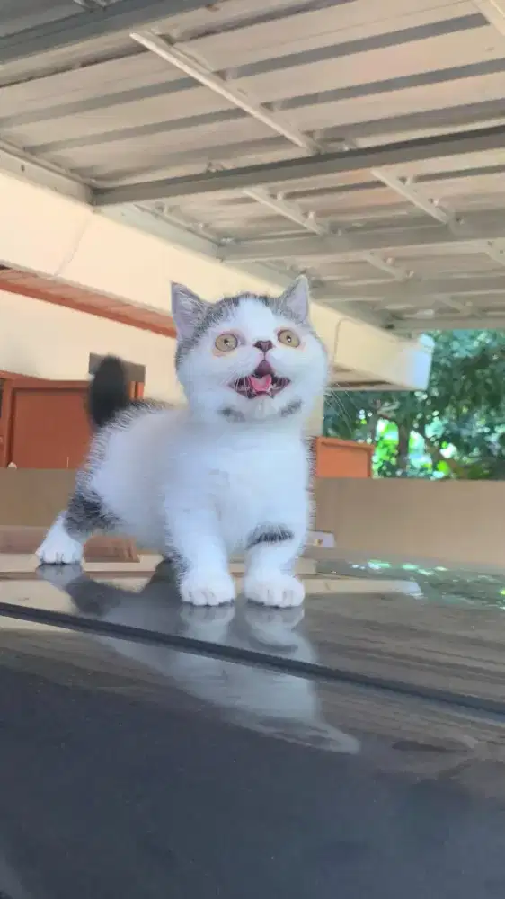 Kucing munchkin