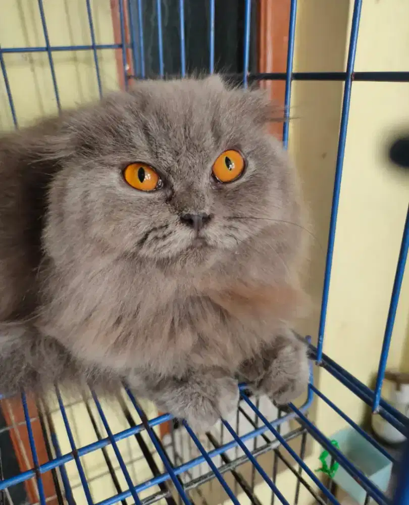 Scottish Triple Fold Long Hair