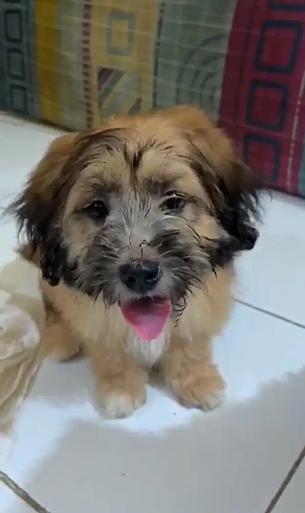 open adopt anjing usia 8 bulan
