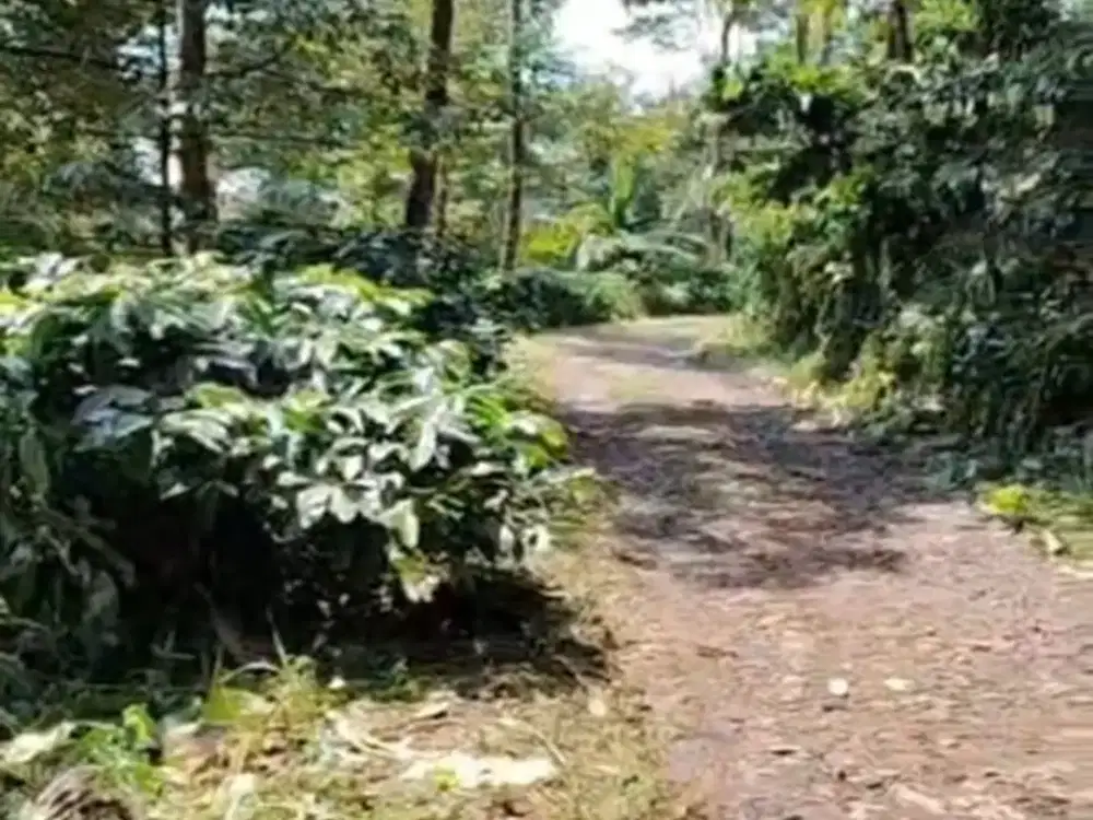 Dijual kebun kopi dan durian full dengan sungai Wonosalam, Jombang