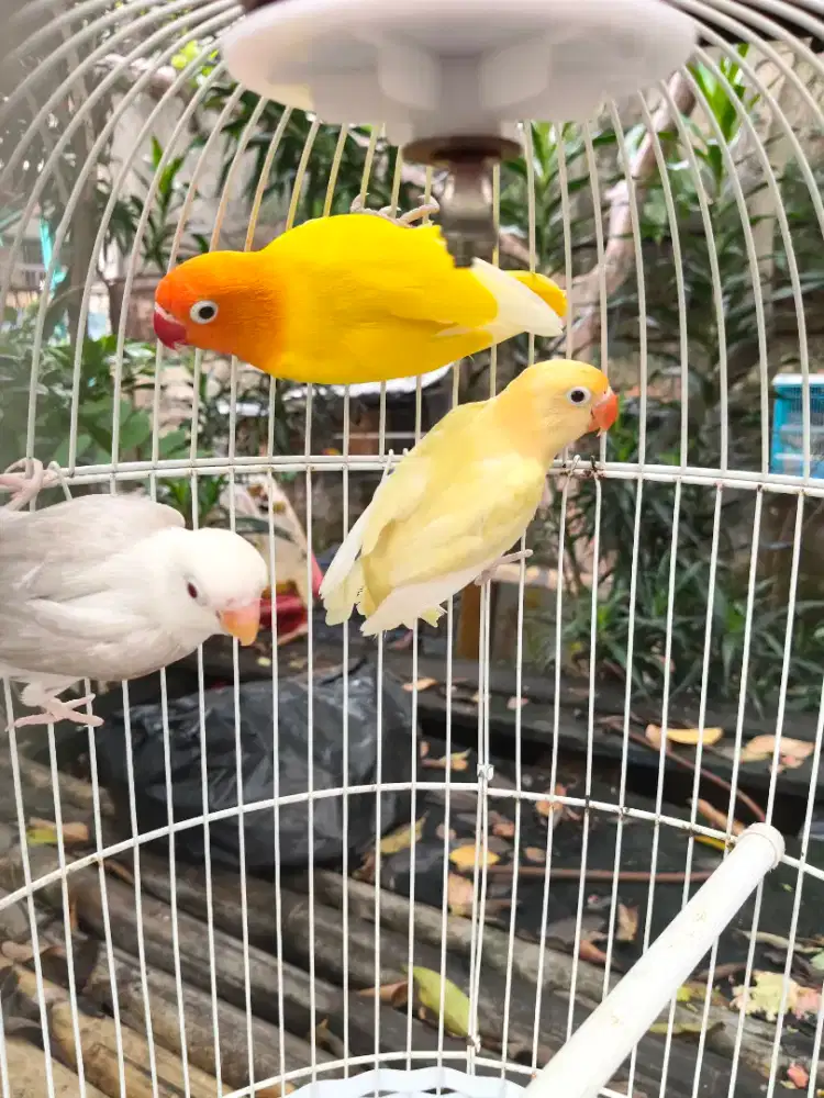 Lovebird warna warni