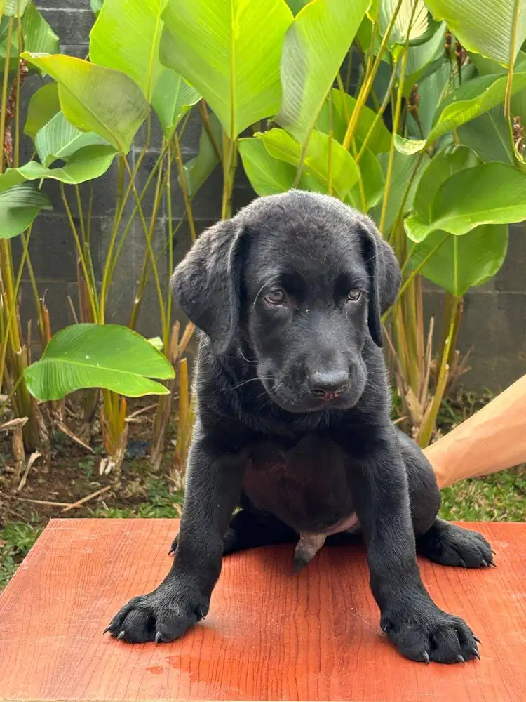 Dijual Super Puppy Labrador