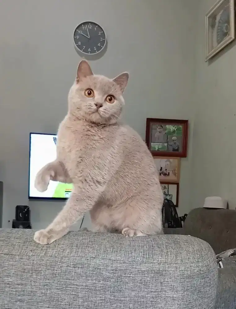 BRITISH SHORTHAIR / BSH LILAC FEMALE