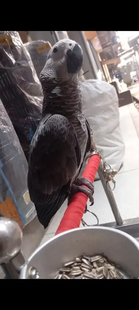 AFGREY ( African Grey )