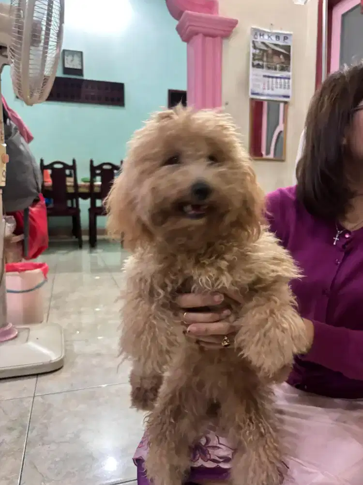 Semi hibah poodle