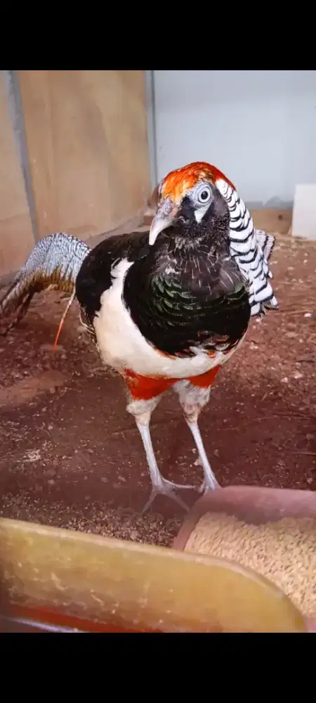 AYAM HIAS PHEASANT