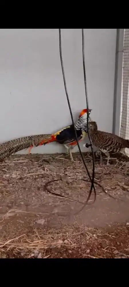 AYAM HIAS  PHEASANT
