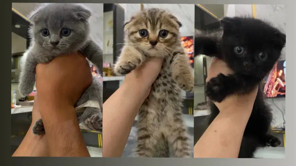Open adopt Bsh Scottish fold