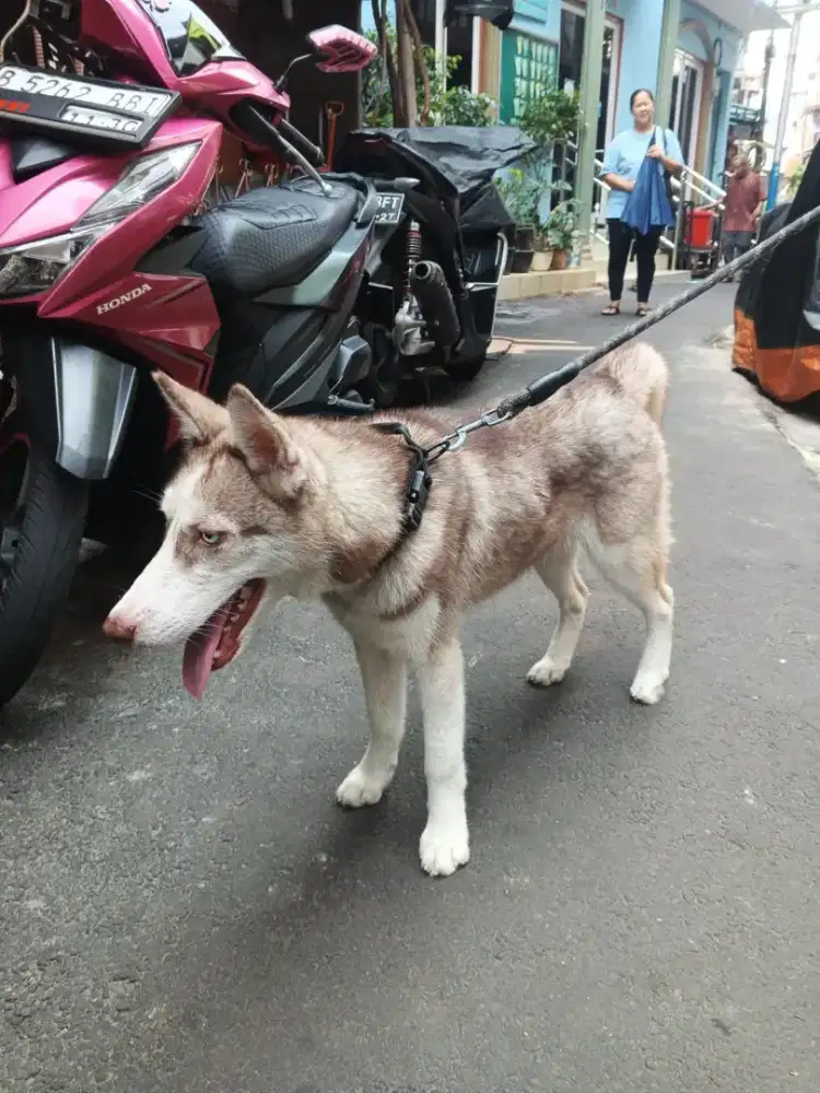 husky jantan 4 bulan 1,5 jual cepet aja