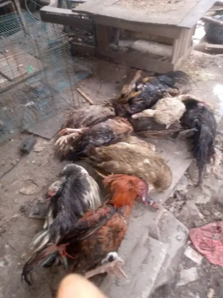 Loker ternak ayam
