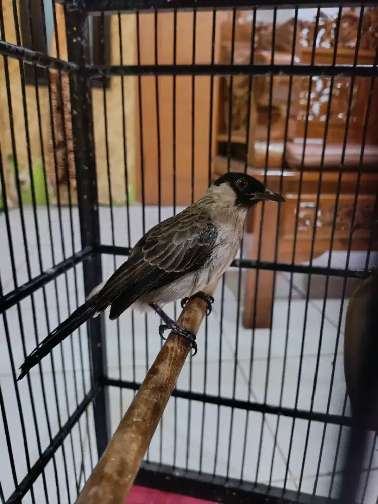 Burung kutilang jinak