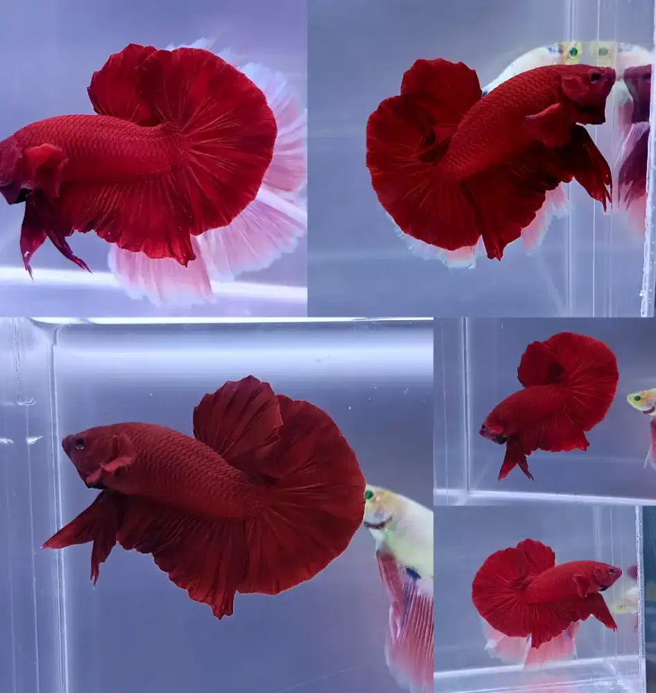 ikan cupang hmpk super red
