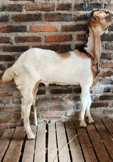 tabungan kambing qurban 35-50 kiloan 400rb-an/bln 10x layak kurban2027