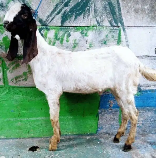 tabungan kambing qurban 35-50 kiloan 400rb-an/bln 10x layak kurban2027