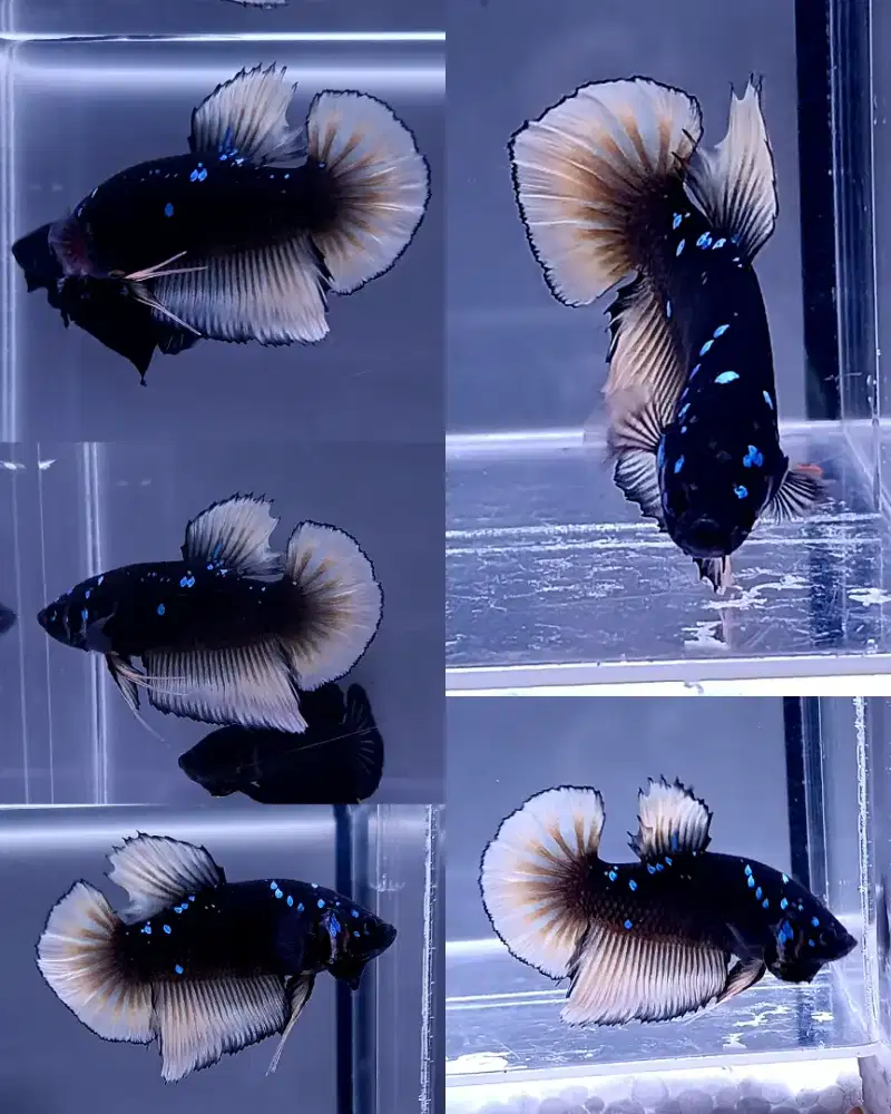 ikan cupang giant avatar goku