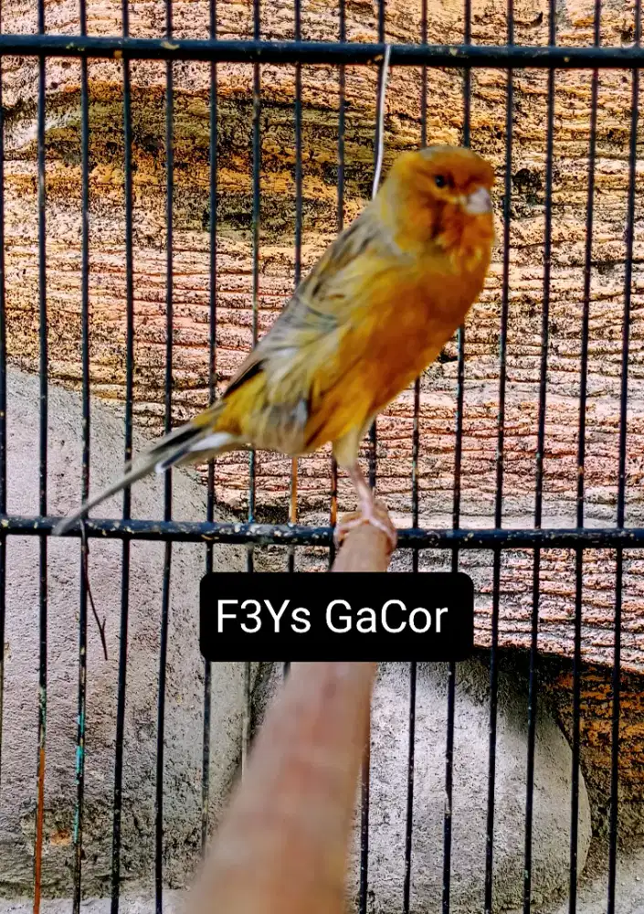 Kenari F3Ys Gacor
