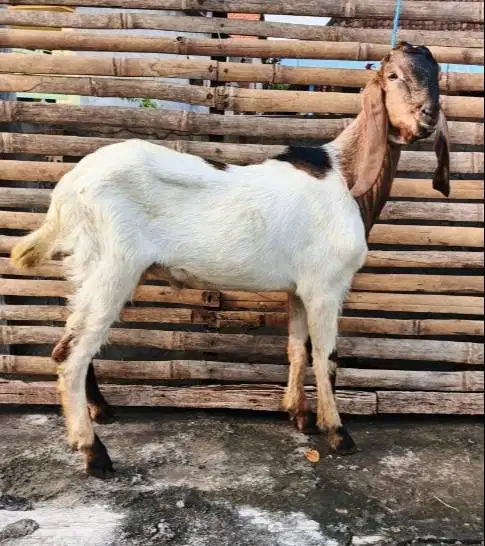 tabungan kambing qurban 2027 bobot 35-50kiloan 400rb/bln 10x jamin top