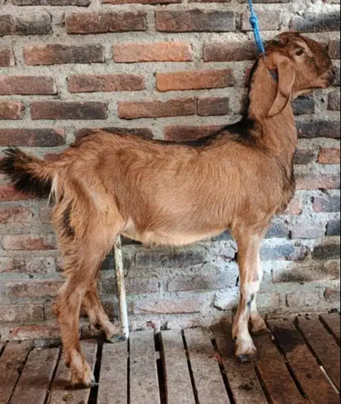 tabungan kambing qurban 2027 bobot 35-50kiloan 400rb/bln 10x jamin top