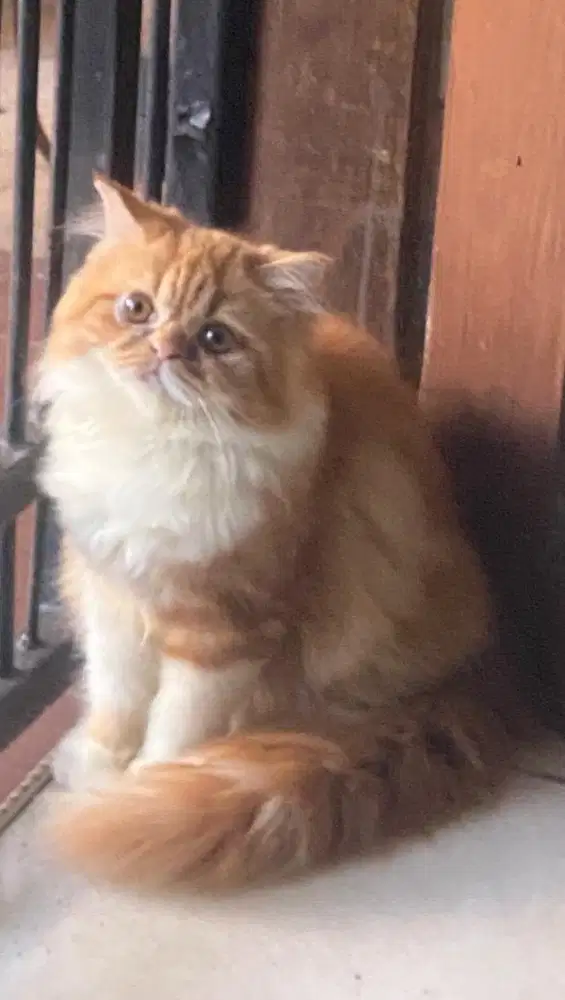 Lepas Adopsi Kucing Peaknose longhair