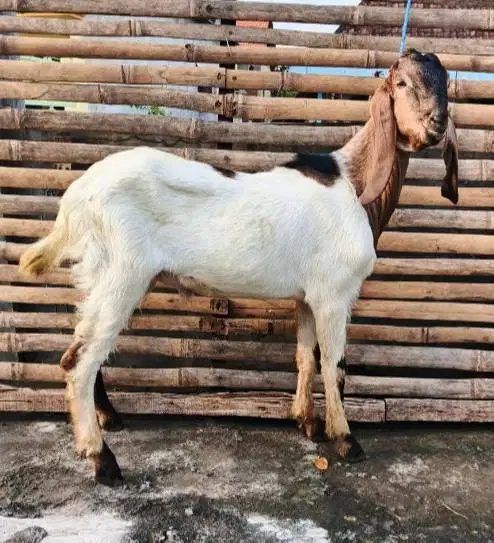 tabungan kambing qurban 35-50kiloan 400rb/bln 10x siap kurban 2027 top