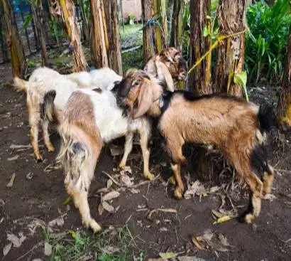 tabungan kambing qurban 35-50kiloan 400rb/bln 10x siap kurban 2027 top