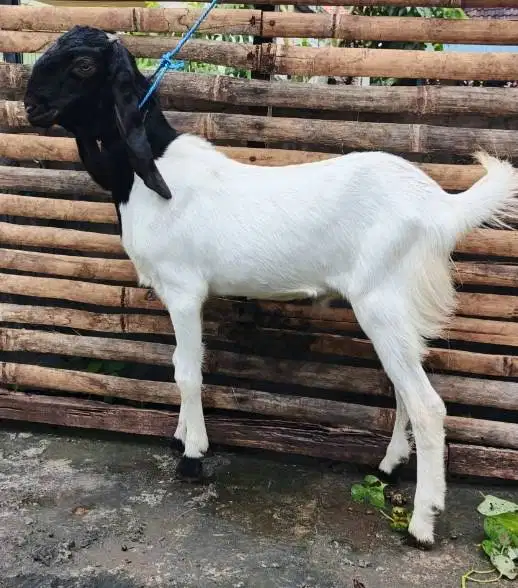 tabungan kambing qurban 35-50kiloan 400rb/bln 10x siap kurban 2027 top