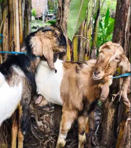 tabungan kambing qurban 2027 35-50kiloan 400rb/bln 10x timbang hidup