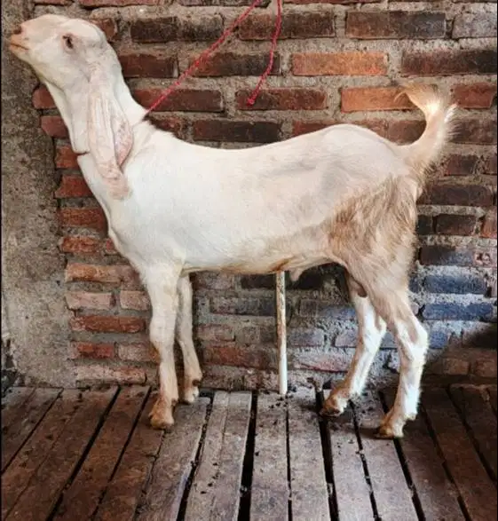tabungan kambing qurban 2027 35-50kiloan 400rb/bln 10x timbang hidup
