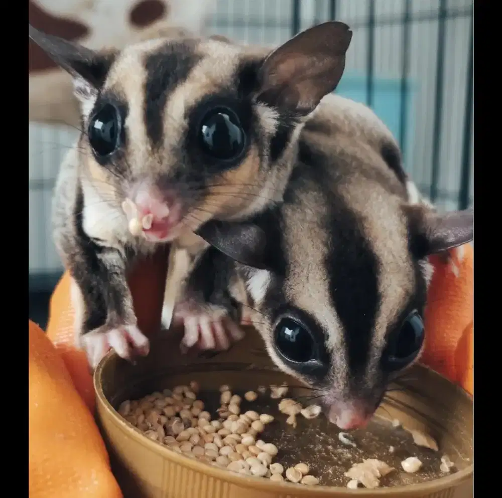 Sugar glider 2 ekor