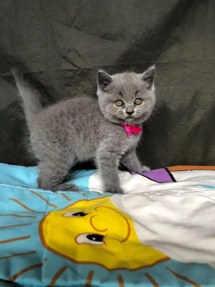 BRITISH SHORTHAIR BLUE SOLID