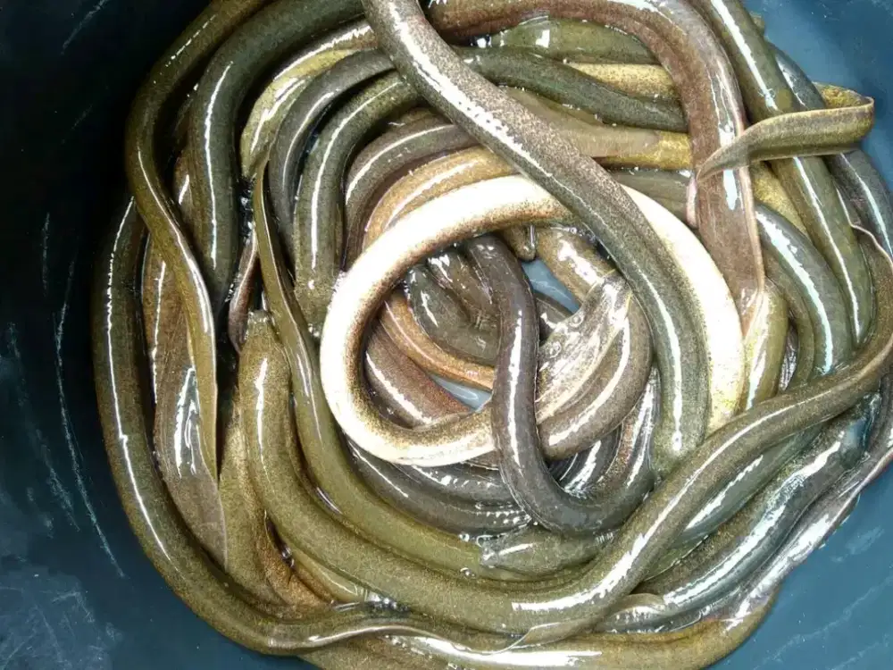 Ikan belut segar bayar di tempat