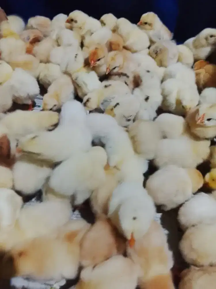 Ayam Elba doc jatake