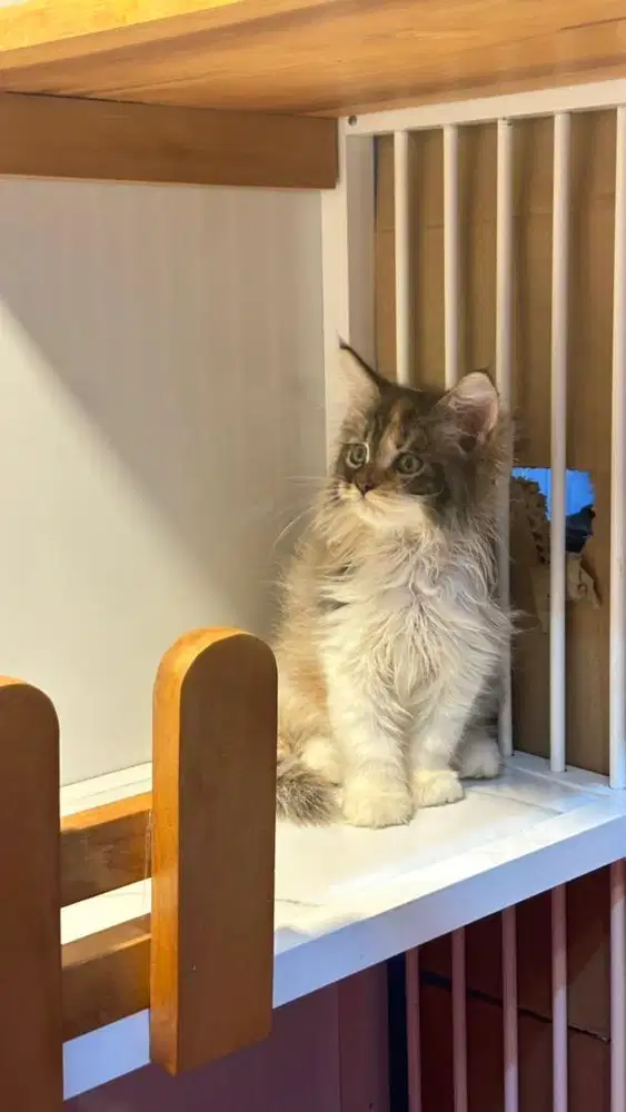 Kucing Mainecoon betina calico