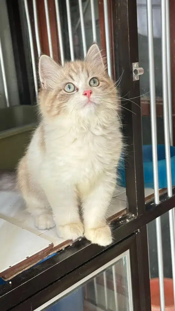 Kucing persian ragdol