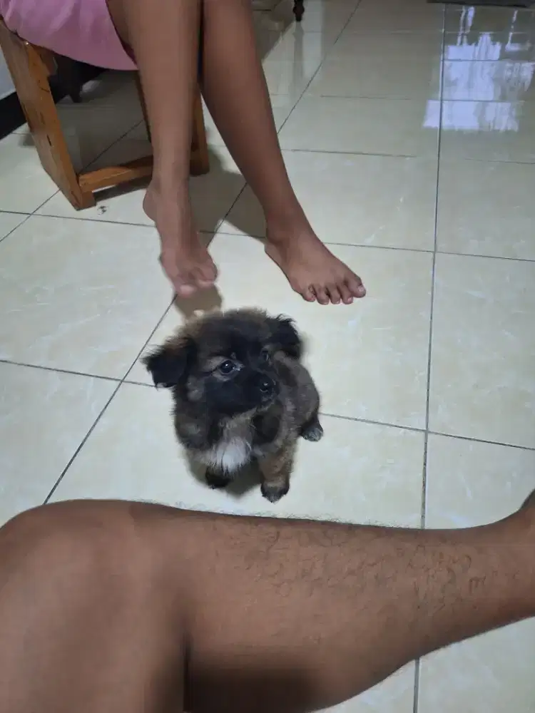 Anjing shitzu mix