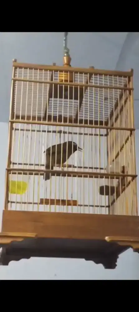 lanjut rawat burung wambi asli hutan