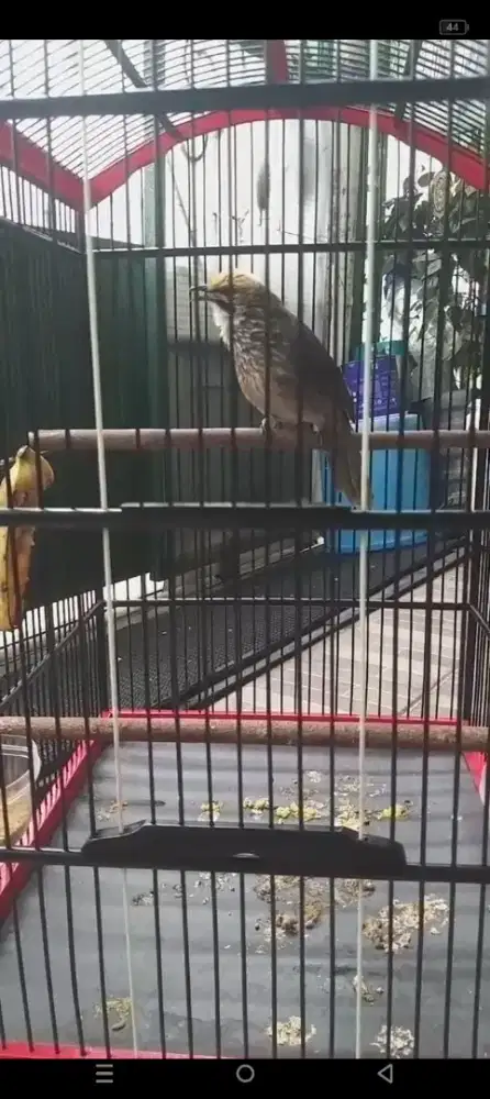 Burung Cica rowo Jantan