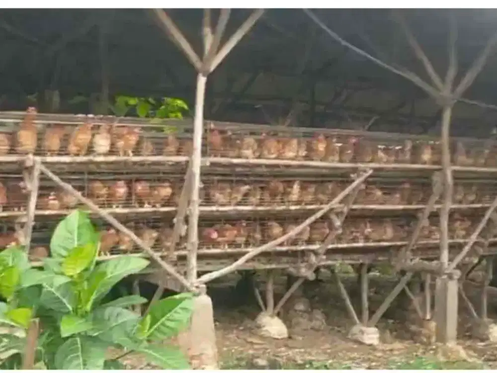 Dijual kandang ayam di bogor