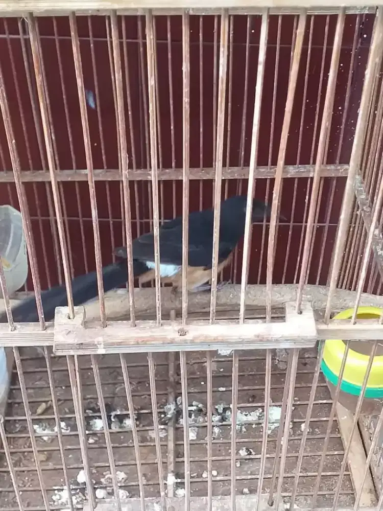 Muray betina usia mapan mulus