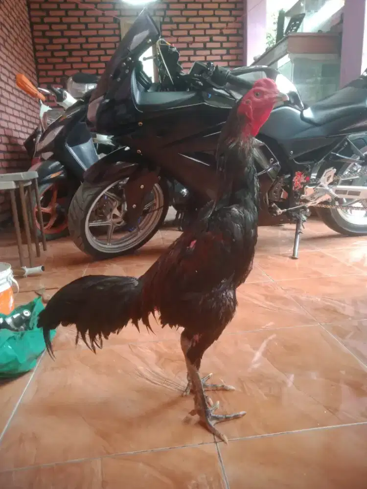 Ayam ganoi xshamopakhoy muda Abar ada pukul saraf murah jos