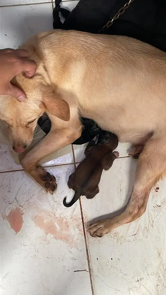 Puppy lucu (serius buyer)
