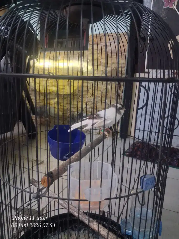 Burung Kenari Panda