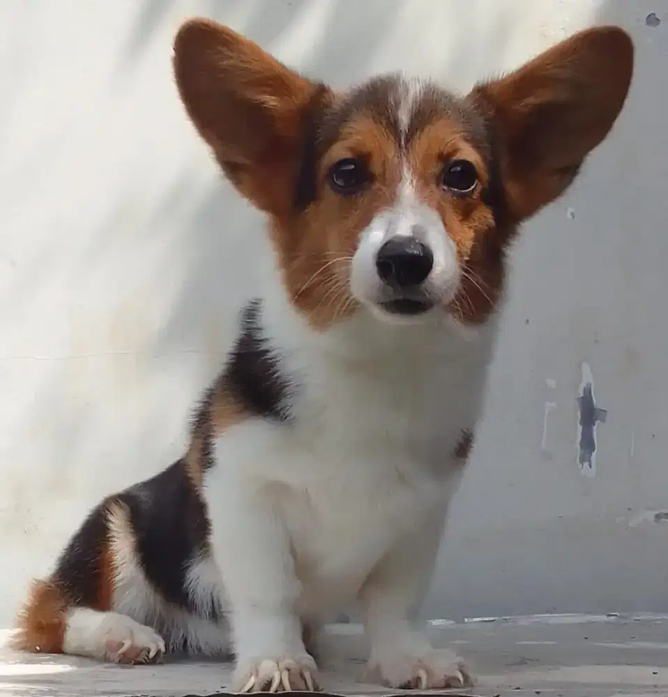Corgi 3 ekor calon pejantan 1 ekor calon indukan