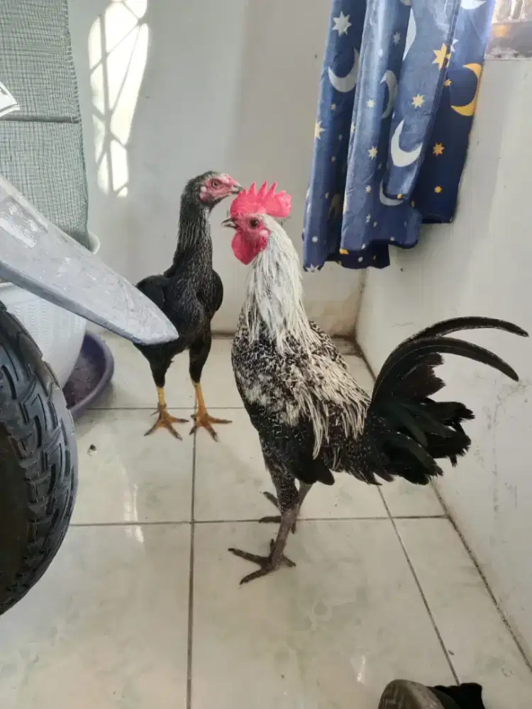 Ayam Kampung dan Jago Arab