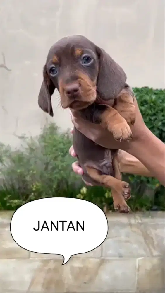 Tekel /Dachshund red tan 1 jantan 3 betina