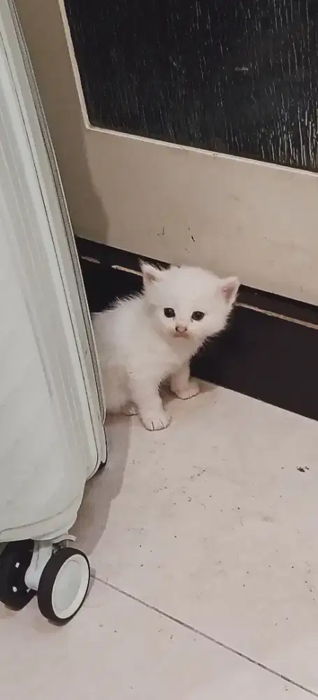 Open PO Lepas Adopt Kucing Persia Medium