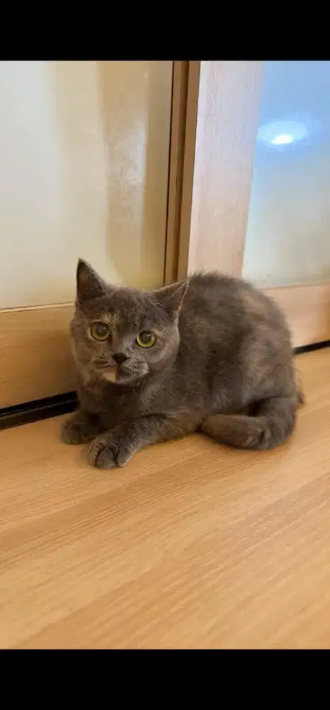 BSH British short hair tortie betina